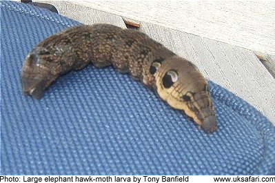 hawk moth larvae