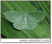 Large Emerald Moth - Photo  Copyright 2005 Dean Stables