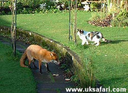 Cat + Fox by Mag Smethurst