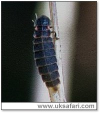Female Glow-Worm - Photo  Copyright 2005 Gary Bradley