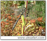 Identifying+dragonflies+uk