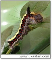 Grey Dagger Caterpillar - Photo  Copyright 2005 Alfred Bridge 