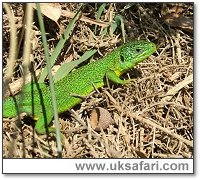 Green Lizard - Photo  Copyright 2007 John Joyner
