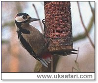 Great Spotted Woodpecker on Feeder - Photo  Copyright 2000 Gary Bradley