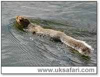 Swimming Squirrel - Photo  Copyright 2004 Bob Ball