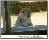 Grey Squirrel - Photo  Copyright 2005 Gary Bradley