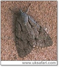 Grey Dagger Moth - Photo  Copyright 2000 Gary Bradley