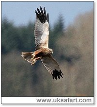 Marsh Harrier - Photo  Copyright 2006 Dean Eades
