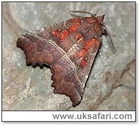 Herald Moth - Photo  Copyright 2001 Gary Bradley