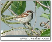 Male House Sparrow - Photo  Copyright 2004 Gary Bradley