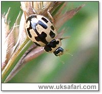 14-Spot Ladybird - Photo  Copyright 2004 Gary Bradley