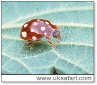 Cream 14-Spot Ladybird - Photo  Copyright 2004 Gary Bradley