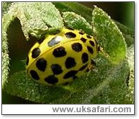 22-Spot Ladybird - Photo  Copyright 2005 Gary Bradley