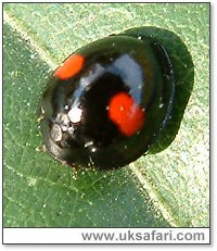 Kidney-Spot Ladybird - Photo  Copyright 2004 Gary Bradley
