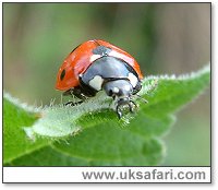 Ladybird Life Cycle