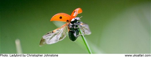 Ladybird  Copyright 2007 Christopher Johnstone