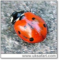 Harlequin Ladybird - Photo  Copyright 2005 M. Akehurst