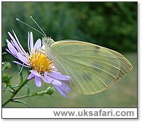 Large White Butterfly - Photo  Copyright 2003 Gary Bradley