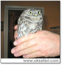 Little Owl - Photo  Copyright 2005 Andrew Meads