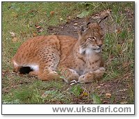 Lynx - Photo  Copyright 2005 Gary Bradley
