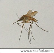 Mosquito - Photo © Copyright 2006 Gary Bradley