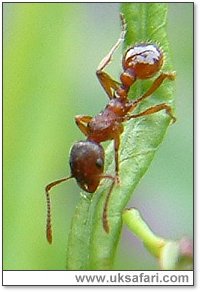 Ant (Myrmica rubra) - Photo  Copyright 2004 Gary Bradley