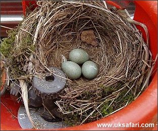 Blackbird Nest - Photo  Copyright 2005 Dean Stables
