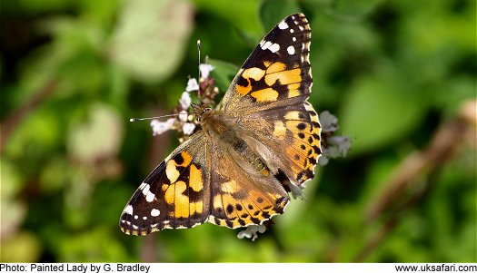 Painted Lady Butterfly  Copyright 2009 G. Bradley