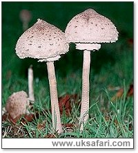 Parasol Mushrooms - Photo  Copyright 2003 Gary Bradley