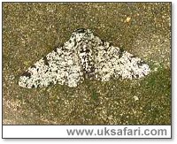 Peppered Moth - Photo  Copyright 2005 Ray Kelly