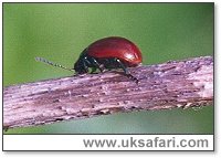 Poplar Leaf Beetle - Photo  Copyright 2002 Gary Bradley