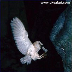 Barn Owl - Photo  Copyright 2002 Martin Bailey