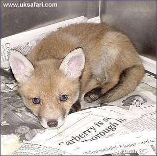Fox Cub - Photo  Copyright 2002 Christine Lindsay