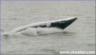 Minke Whale - Photo  Copyright 2002 Leslie Gadsden