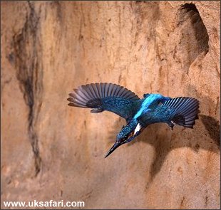 Kingfisher - Photo  Copyright 2002 - Tom Finlay
