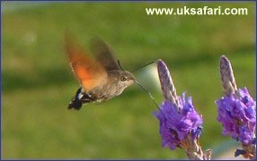 Humming-Bird Hawk-Moth - Photo  Copyright 2003 Dilys Boot