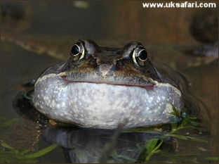 Croaking Frog - Photo  Copyright 2005 Elizabeth Close