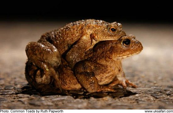 Common Toads - Photo  Copyright 2009 Ruth Papworth