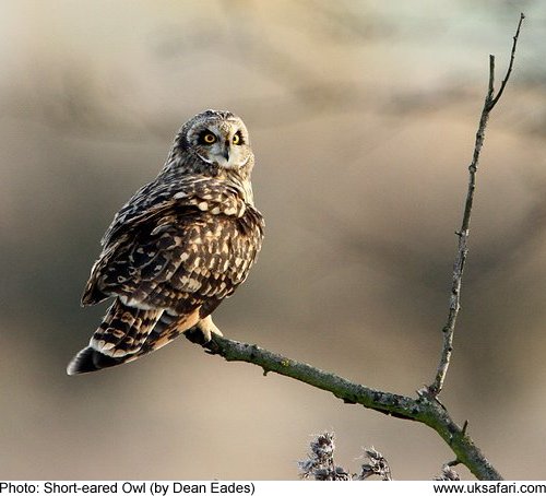 Short-eared Owl - Photo  Copyright 2010 Dean Eades