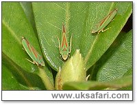 Rhododendron Leafhoppers - Photo  Copyright 2003 Gary Bradley