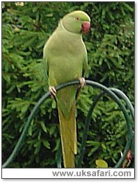 Parakeet on a garden bird feeder - Photo  Copyright 2004 Sally Blackwell