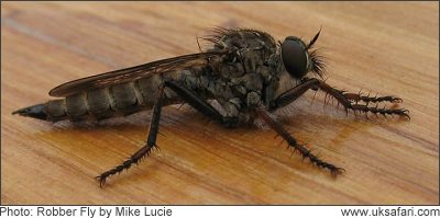 Robber Fly - Photo  Copyright 2008 Mike Lucie