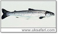 Salmon - Photo  Copyright 2002 Ian Wilkinson