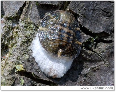 Scale Insect - Photo  Copyright 2007 Dave Green