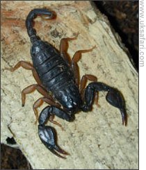 european scorpion