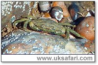 Shore Crab - Photo  Copyright 2003 Gary Bradley