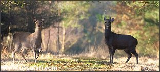 Sika Deer - Photo  Copyright 2005 Steve Lobley