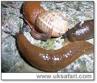 Slugs Attacking a Snail - Photo  Copyright 2005 Reeko Beer