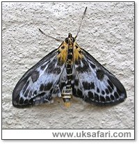 Small Magpie Moth - Photo  Copyright 2007 Perry Lambert