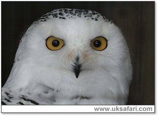 Snowy Owl - Photo  Copyright 2007 Robin Ward